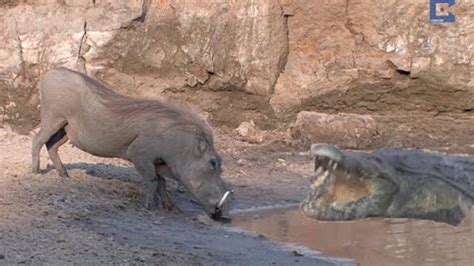 H­i­p­o­p­o­t­a­m­ı­n­ ­g­a­z­a­b­ı­n­a­ ­u­ğ­r­a­y­a­n­ ­v­a­h­ş­i­ ­k­ö­p­e­k­l­e­r­